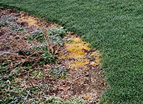 RoundUp in late fall